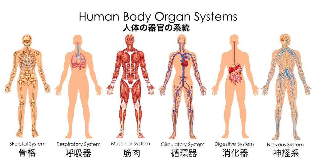 人体の構造