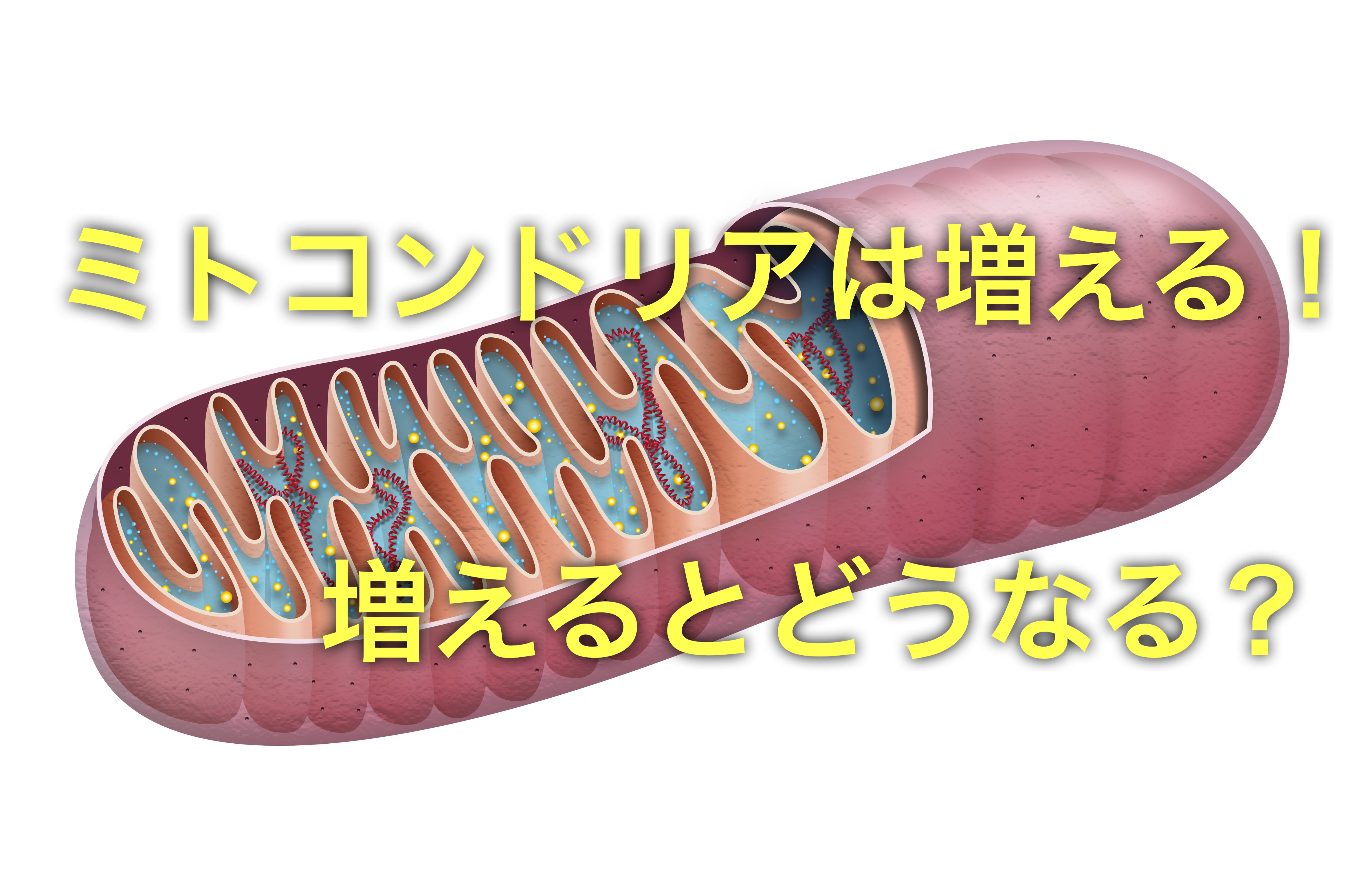 ミトコンドリア増える